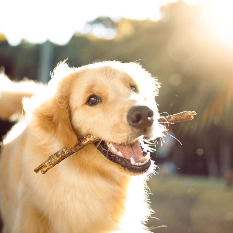Happy golden retriever, holding a stick.