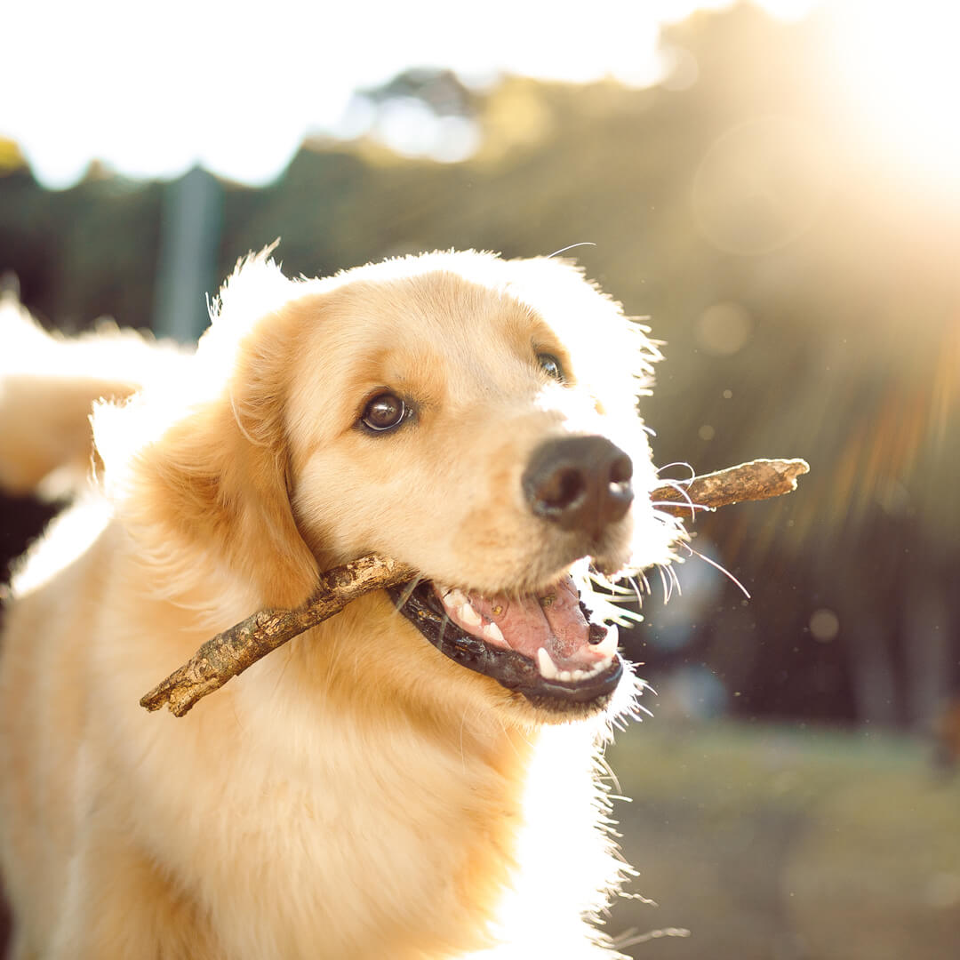 Golden Retriever with stick in its mouth. How much does it cost to afford a dog?