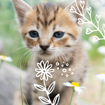 A cute kitten (that is insured by Qsurance Pet Insurance) plays outside.