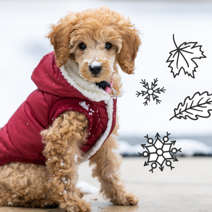 Cute toy poodle puppy with snowy nose wearing a red sweater, snowy background.