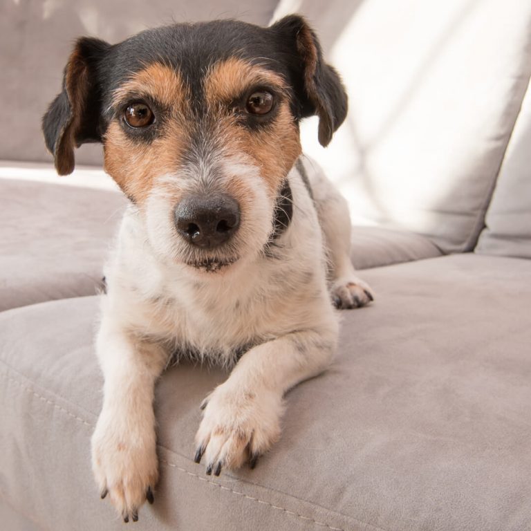 Cute Jack Russell terrier dog lying on couch, looking at camera.