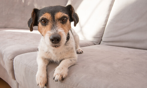 Cute Jack Russell terrier dog lying on couch, looking at camera.