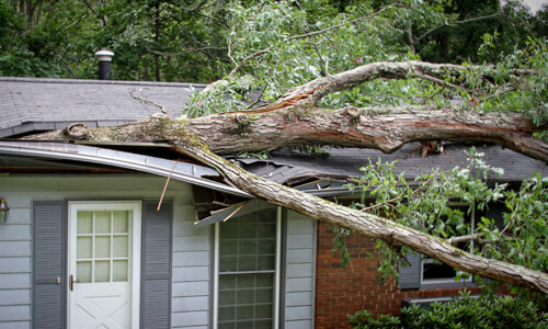 Large tree branch that has crashed into house's roof.