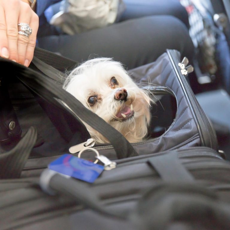 Maltese dog, traveling on a plane, poking his head out of carry-on luggage.