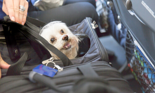 Maltese dog, traveling on a plane, poking his head out of carry-on luggage.