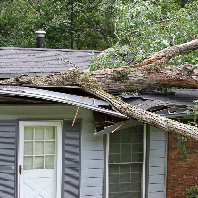 Large tree branch that has crashed into house's roof.